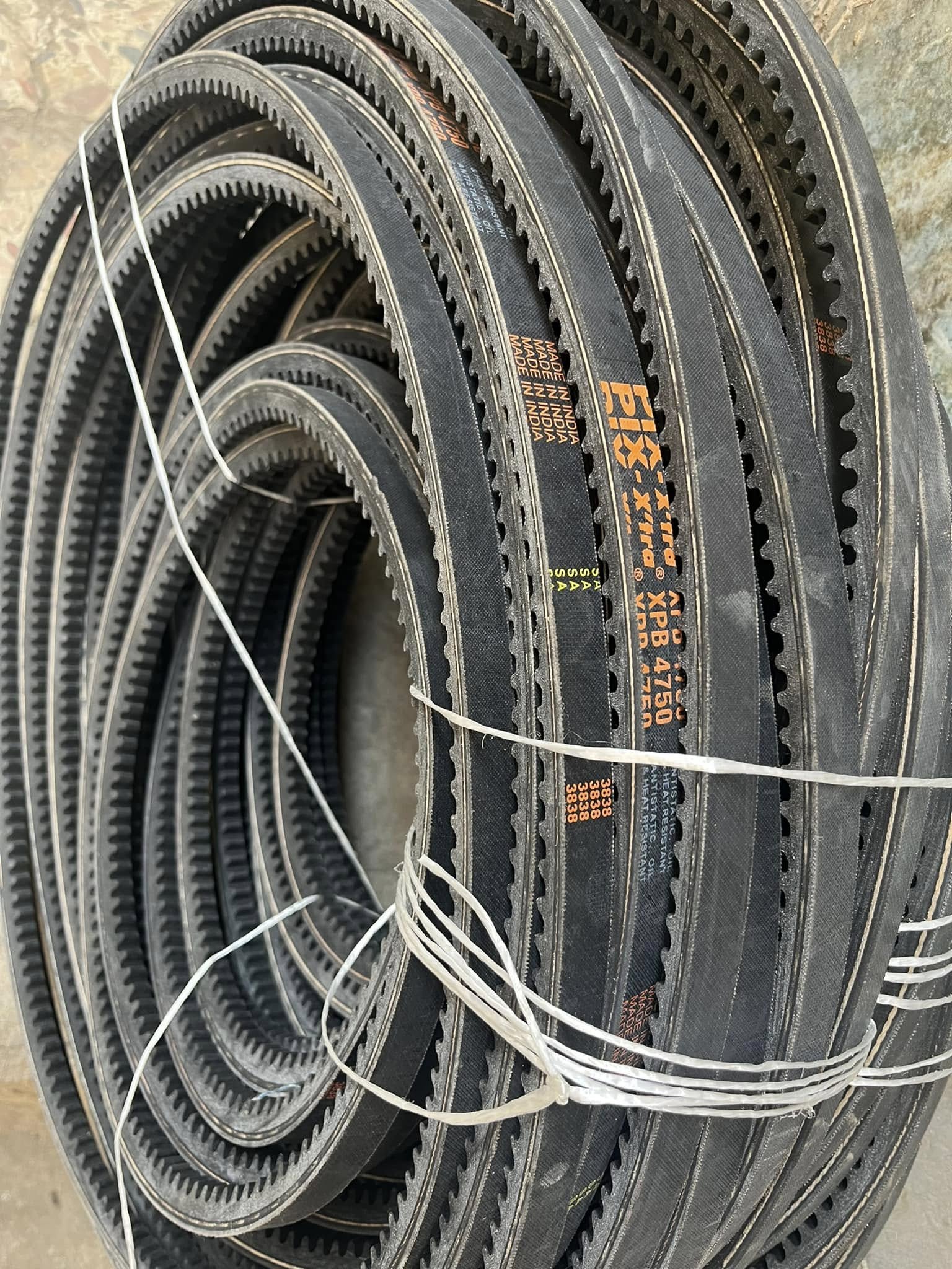 السيور والبكر